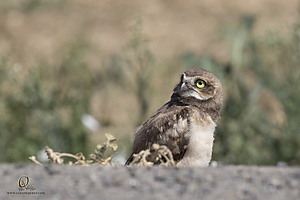 owls_PH19_IMG_8078.jpg