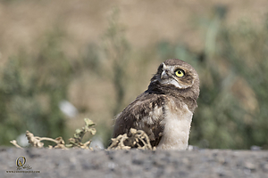 owls_PH19_IMG_8087.jpg
