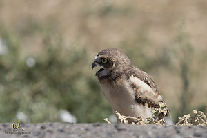owls_PH19_IMG_8099.jpg