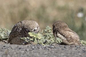 owls_PH19_IMG_8104.jpg