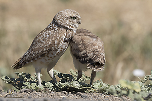 owls_PH19_IMG_8110.jpg