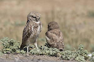owls_PH19_IMG_8121.jpg