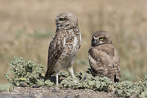 owls_PH19_IMG_8122.jpg