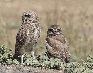 owls_PH19_IMG_8126.jpg