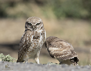 owls_PH19_IMG_8138.jpg