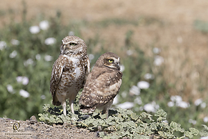 owls_PH19_IMG_8156.jpg
