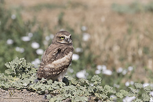 owls_PH19_IMG_8170.jpg