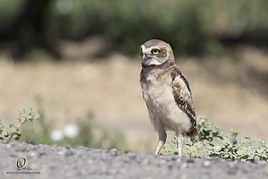 owls_PH19_IMG_8180.jpg
