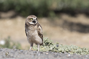 owls_PH19_IMG_8184.jpg
