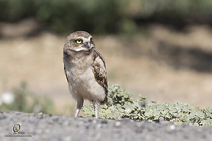 owls_PH19_IMG_8185.jpg