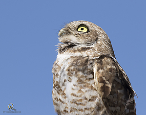 owls_PH19_IMG_8199.jpg