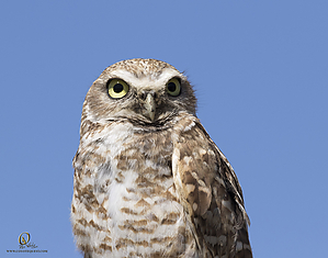 owls_PH19_IMG_8210.jpg