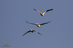 YBW_PH19_IMG_5600.jpg