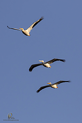 YBW_PH19_IMG_5609.jpg