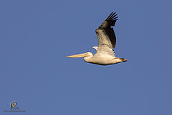 YBW_PH19_IMG_5672.jpg