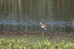 YBW_PH19_IMG_5852.jpg