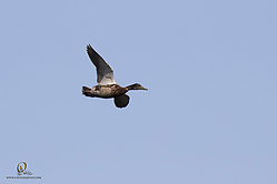 YBW_PH19_IMG_6067.jpg