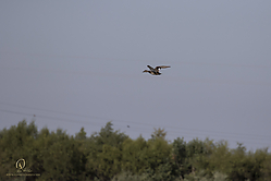 YBW_PH19_IMG_6099.jpg