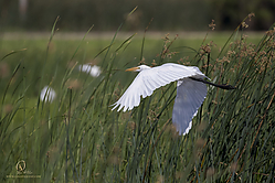 YBW_PH19_IMG_6147.jpg