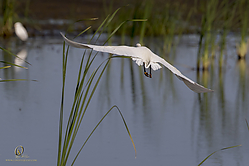 YBW_PH19_IMG_6171.jpg