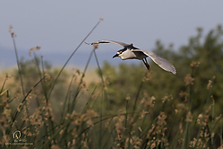 YBW_PH19_IMG_6185.jpg
