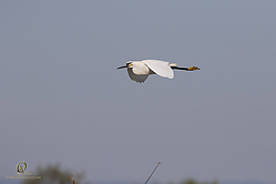 YBW_PH19_IMG_6207.jpg