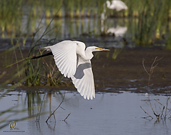 YBW_PH19_IMG_6211.jpg