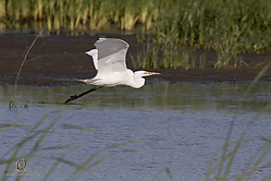 YBW_PH19_IMG_6212.jpg