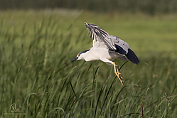 YBW_PH19_IMG_6257.jpg