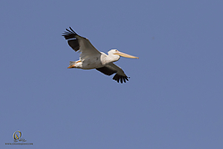 YBW_PH19_IMG_6316.jpg
