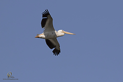 YBW_PH19_IMG_6318.jpg