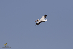 YBW_PH19_IMG_6323.jpg