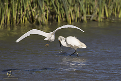 YBW_PH19_IMG_6388.jpg