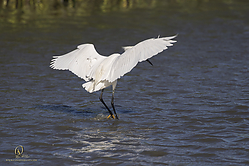 YBW_PH19_IMG_6425.jpg