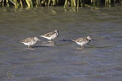 YBW_PH19_IMG_6444.jpg