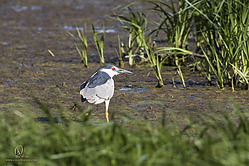 YBW_PH19_IMG_6468.jpg