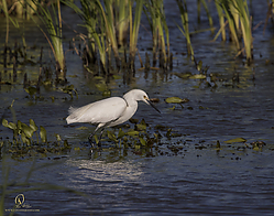 YBW_PH19_IMG_6493.jpg