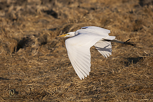 52_YBW_PH19_IMG_0261.jpg