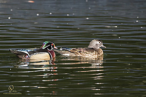 SacZoo_PH20_IMG_4064.jpg