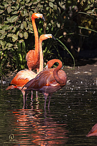 SacZoo_PH20_IMG_4074.jpg