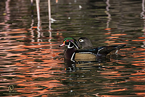 SacZoo_PH20_IMG_4077.jpg