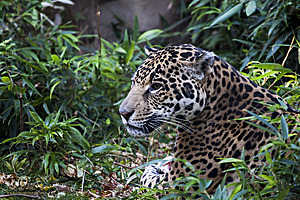 SacZoo_PH20_IMG_4153.jpg
