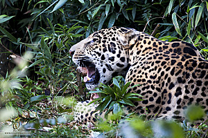 SacZoo_PH20_IMG_4241.jpg