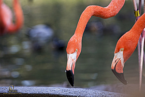 SacZoo_PH20_IMG_4282.jpg