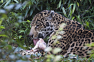 SacZoo_PH20_IMG_4302.jpg
