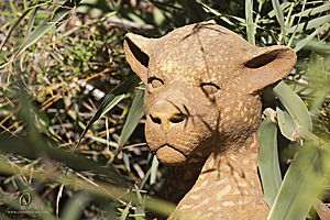 SacZoo_PH20_IMG_4362.jpg