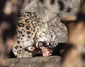 SacZoo_PH20_IMG_4389.jpg