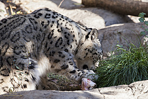 SacZoo_PH20_IMG_4422.jpg