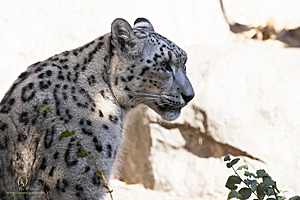 SacZoo_PH20_IMG_4472.jpg