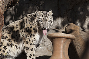 SacZoo_PH20_IMG_4515.jpg